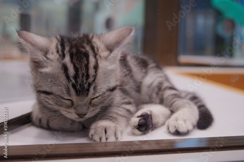 Cute american shorthair kitten sleeping