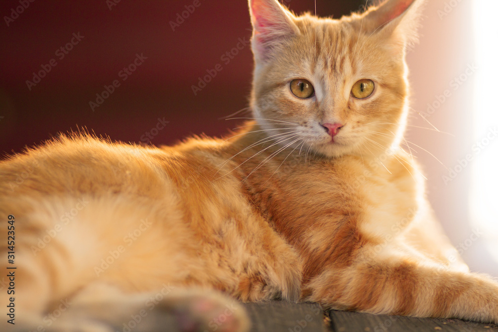 red kitten resting lying on a wooden bench in the yard red kitten resting lying on a wooden bench in the yard