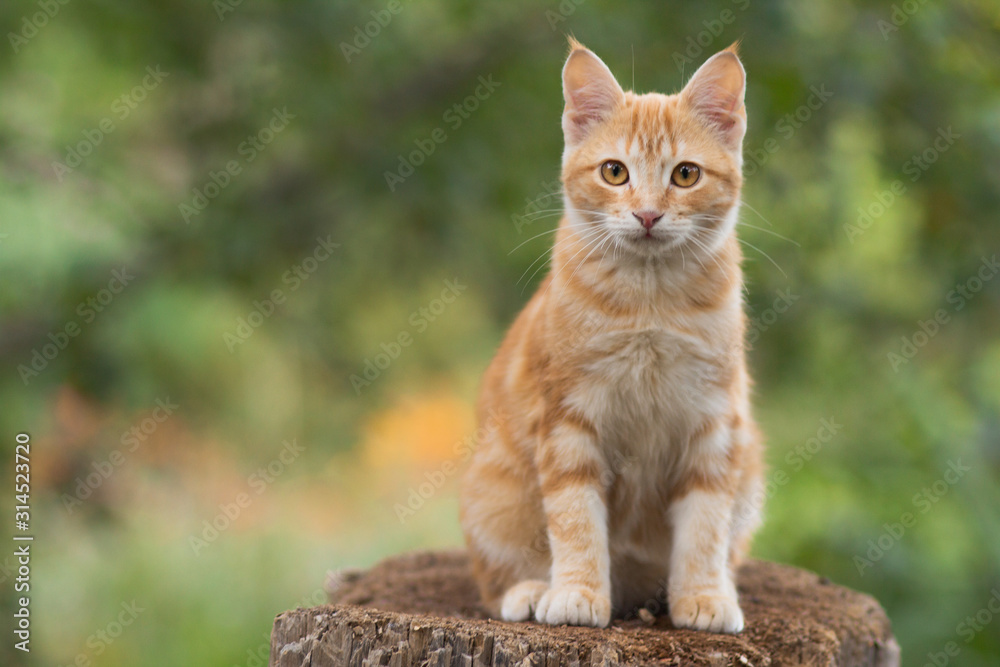 cute red kitten sitting on a tree stump in the yard, the cat walks on rural nature, pets concept
