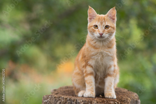 cute red kitten sitting on a tree stump in the yard, the cat walks on rural nature, pets concept © Creatopic