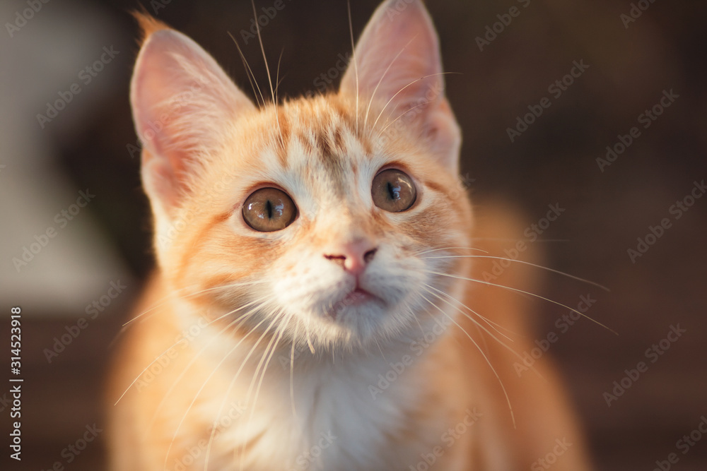 face of a funny kitten looking up, portrait of a cat outdoors