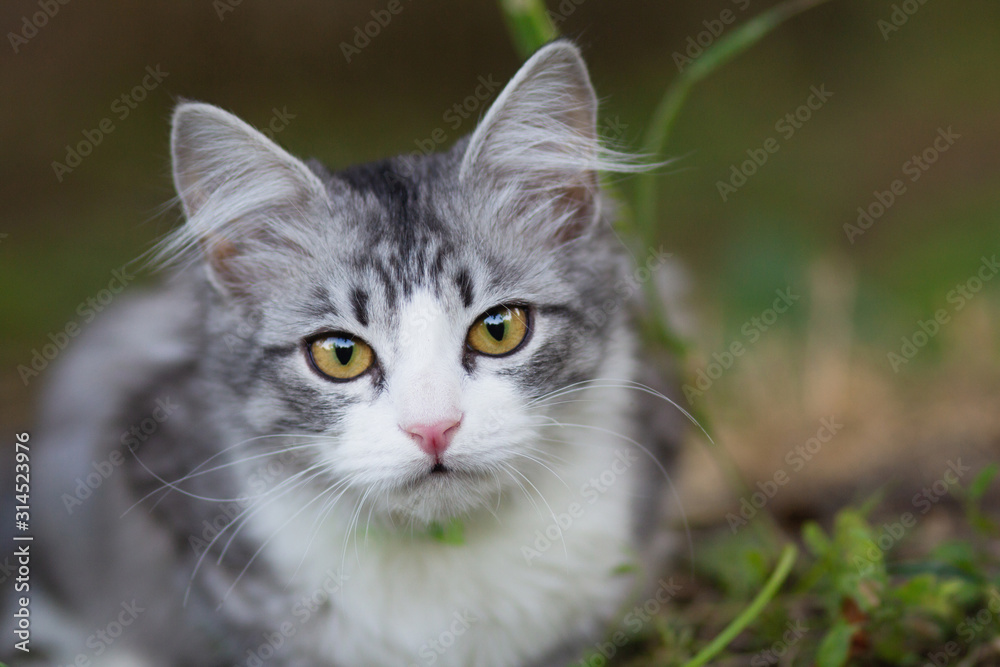 face of a funny kitten looking up, portrait of a cat outdoors