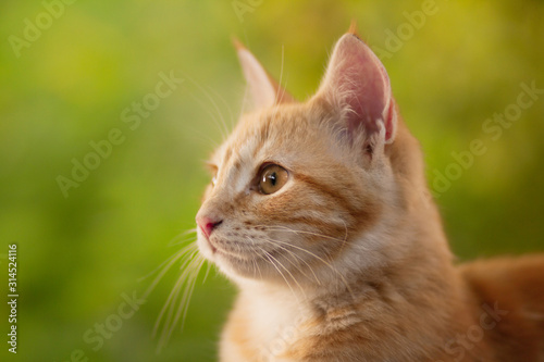 summer portrait of a red cat on a background of greenery, pets concept, cute kitten walks in the yard