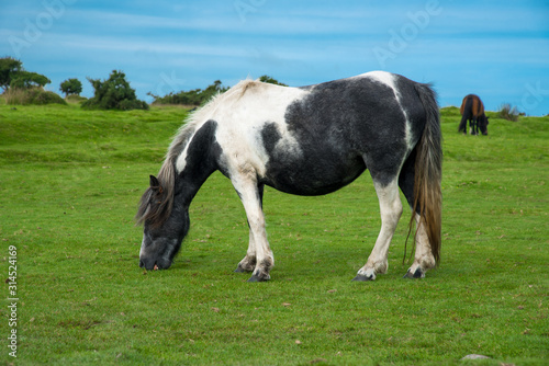 Wild Pony in the Bodmin Moor near Minions in Cornwall, UK.