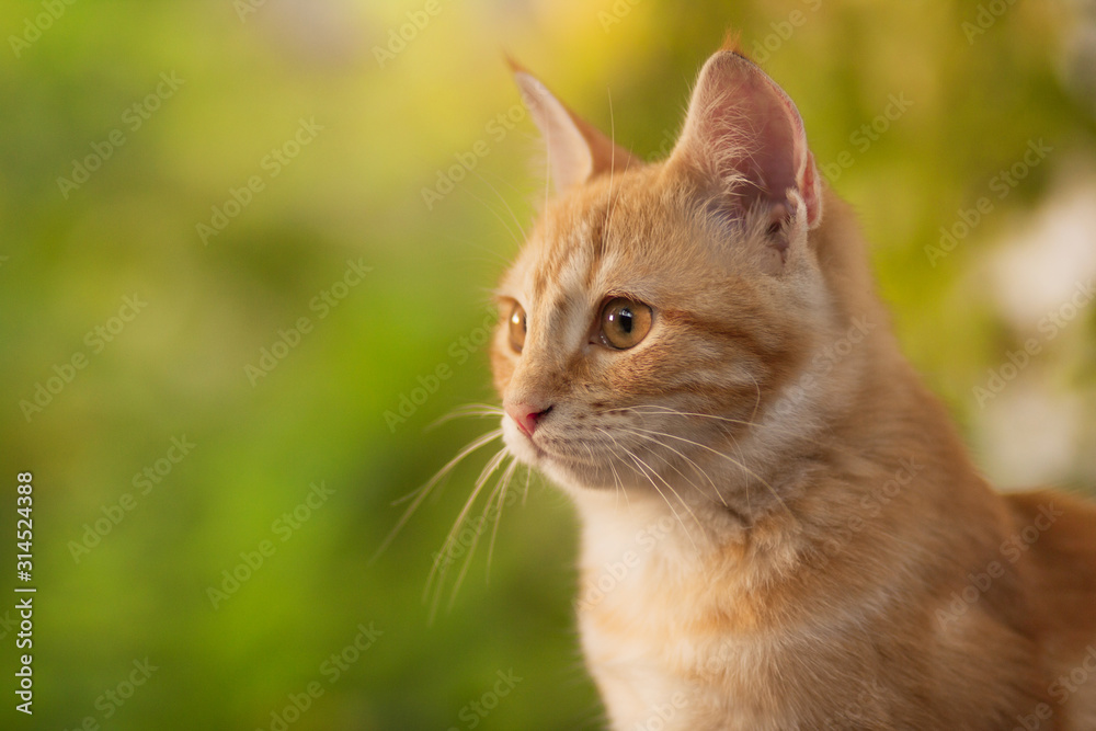 summer portrait of a red cat on a background of greenery, pets concept, cute kitten walks in the yard summer portrait of a red cat on a background of greenery, pets concept, cute kitten walks in the yard