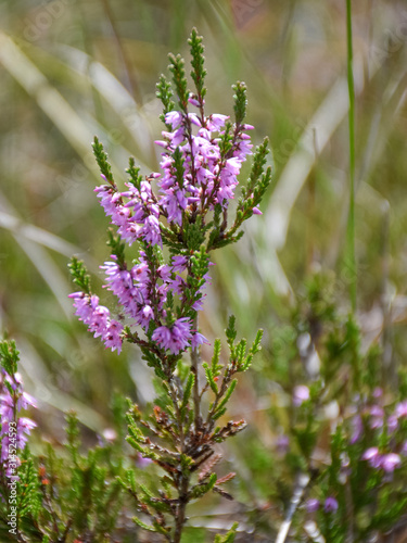 picture with fragments of pink bog plant on fuzzy background