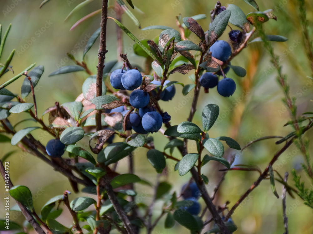 picture with blue bog berries on the background of fuzzy bog plants picture with blue bog berries on the background of fuzzy bog plants