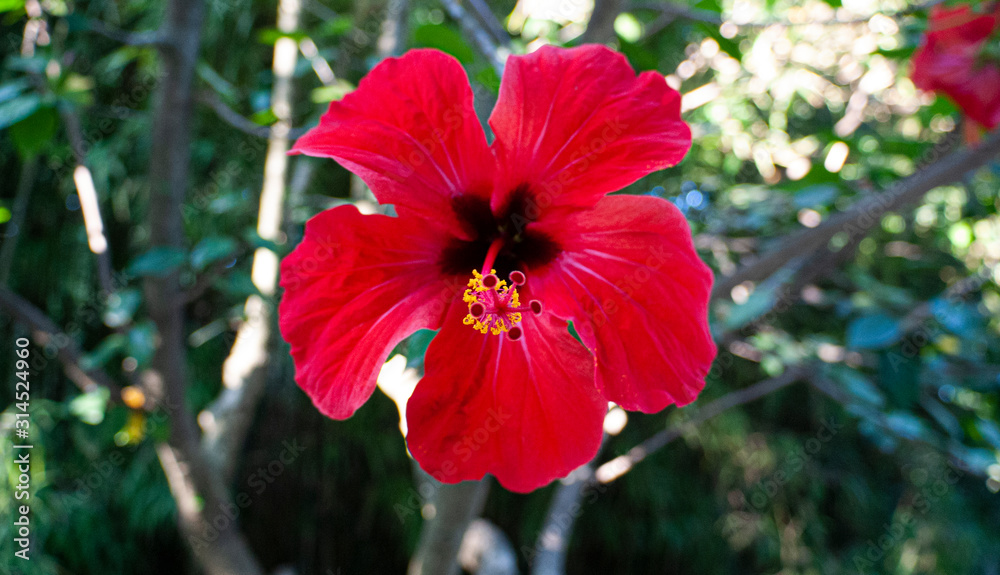 Red hibiscus flower growing in botanical garden in Lisbon, Portugal