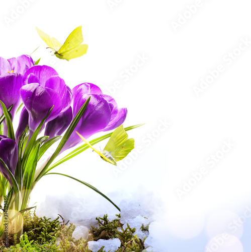 Spring background with fresh spring flowers and fly butterfly against white background