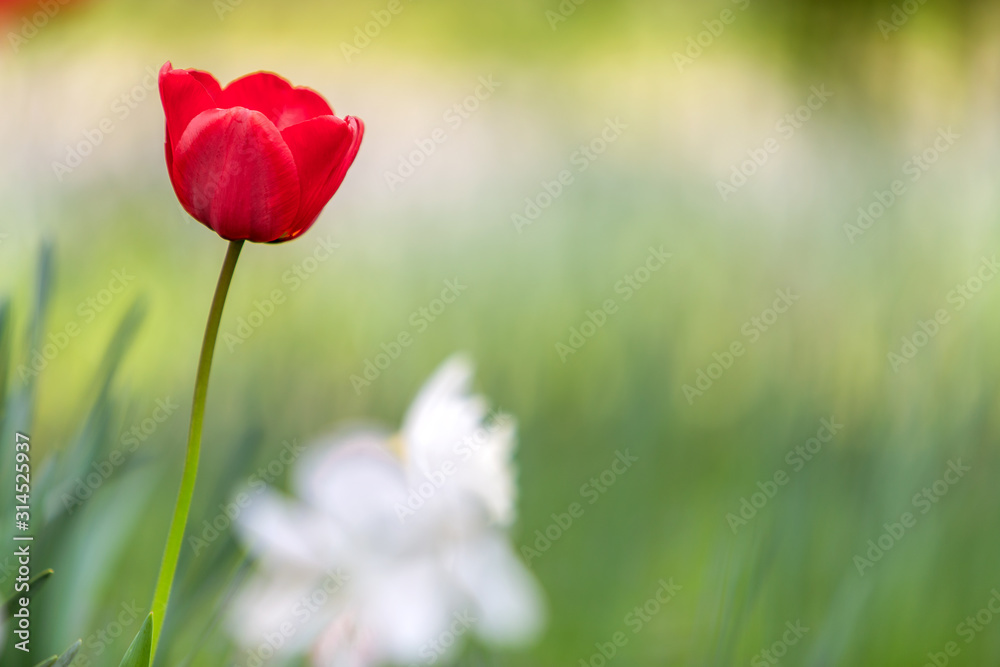 Closeup of red tulip flowers blooming in spring garden outdoors. Closeup of red tulip flowers blooming in spring garden outdoors.