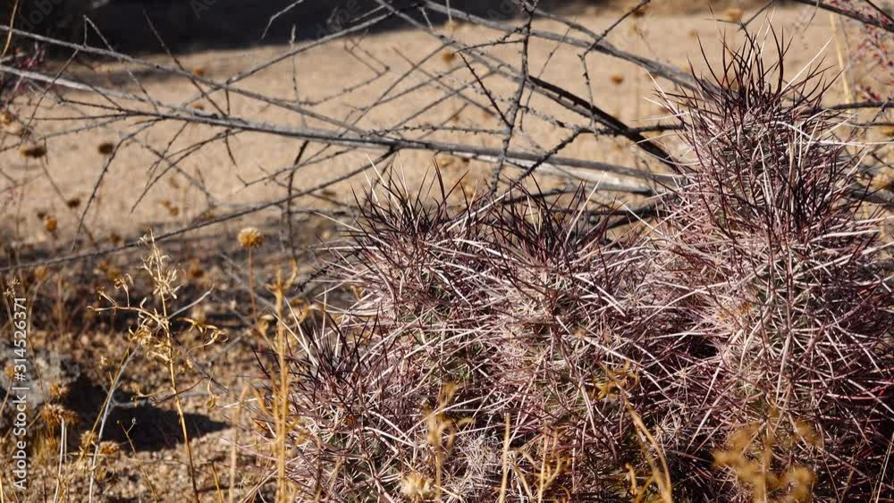 Cacti in the Arizona desert. Arizona claret-cup cactus, Arizona hedgehog cactus (Echinocereus arizonicus), USA Cacti in the Arizona desert. Arizona claret-cup cactus, Arizona hedgehog cactus (Echinocereus arizonicus), USA