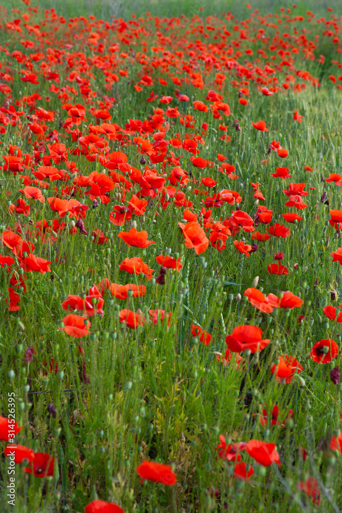 Fototapeta premium Mak czerwony szkarłatny, stosowany w przemyśle piekarniczym jako dodatek do żywności.