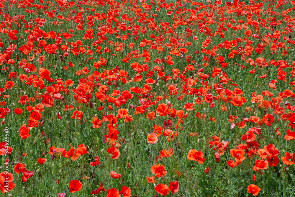 Red scarlet delicious poppy, used in the food bakery industry as a food additive.