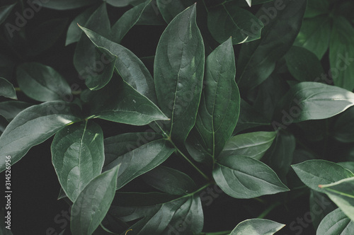 Fresh green leaves close-up in the garden