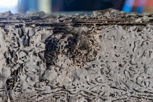 Anthill in the wood