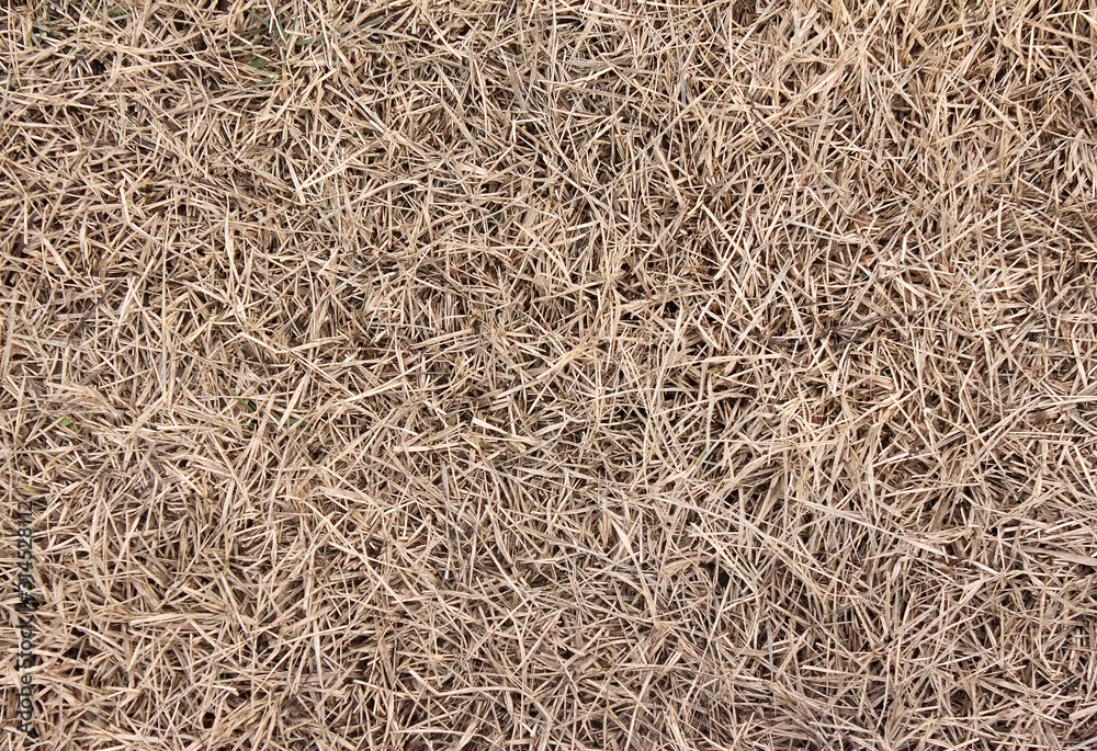background texture straw dry grass background texture straw dry grass
