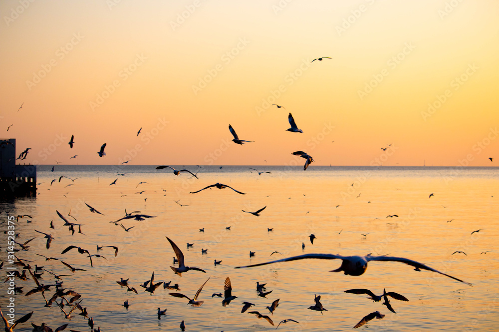 Seagulls flying at the pangpoo