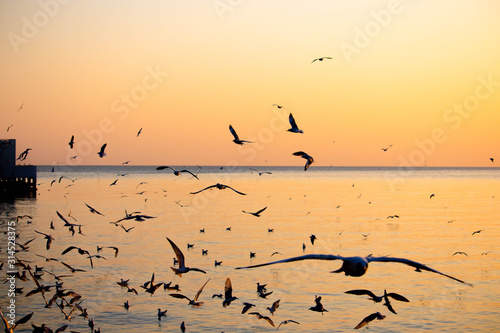 Seagulls flying at the pangpoo © Akarat