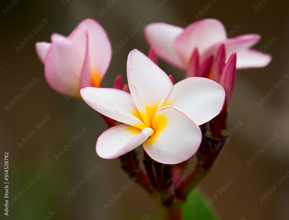 Plumeria Plumeria