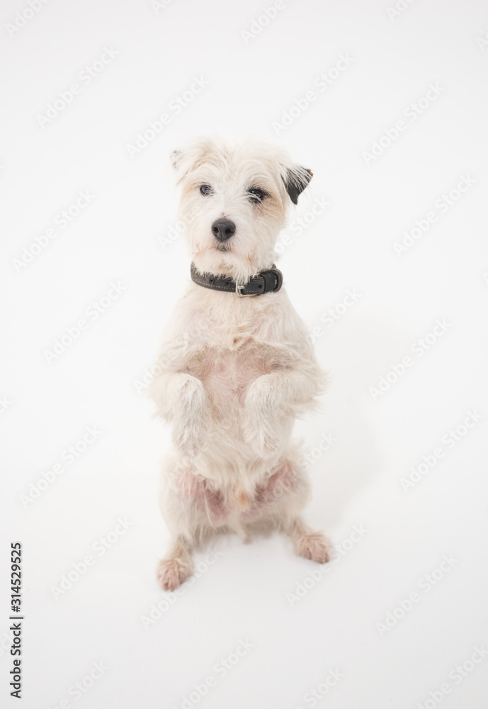 A white parsons russell terrier, isolated on a white seamless wall in a photo studio. dogs preforming tricks ion the studio. clever dog training. A white parsons russell terrier, isolated on a white seamless wall in a photo studio. dogs preforming tricks ion the studio. clever dog training.