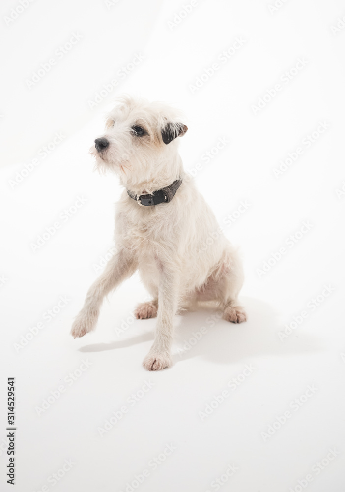 A white parsons russell terrier, isolated on a white seamless wall in a photo studio. dogs preforming tricks ion the studio. clever dog training.