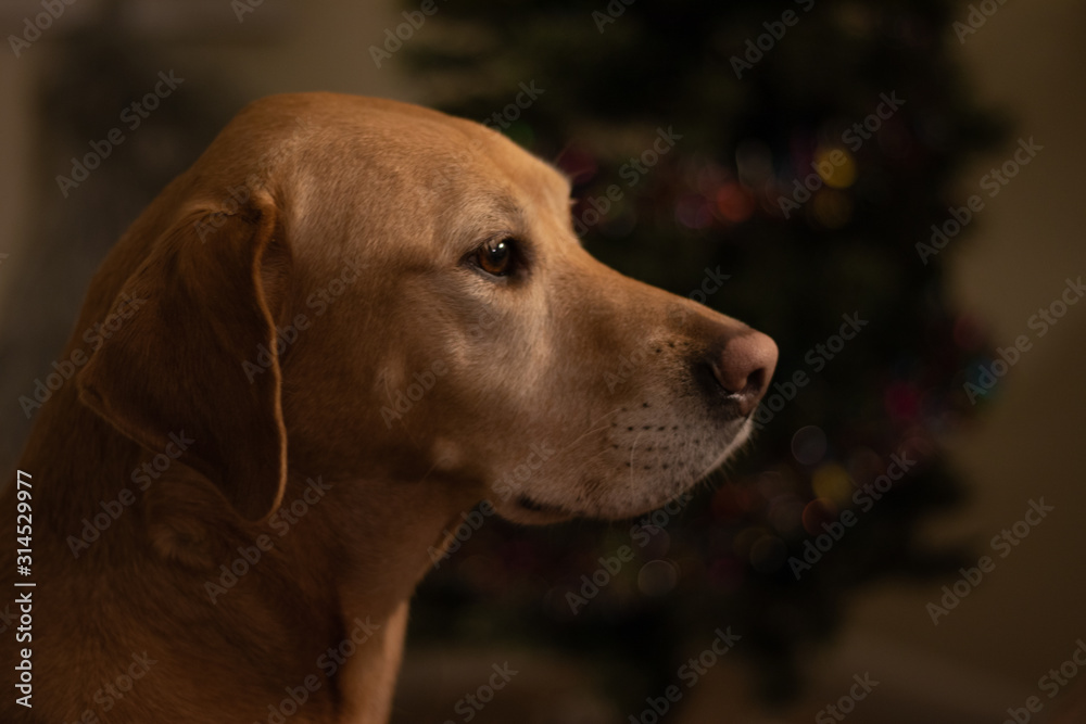 A portrait of a dog in front of a Christmas tree. A portrait of a dog in front of a Christmas tree.