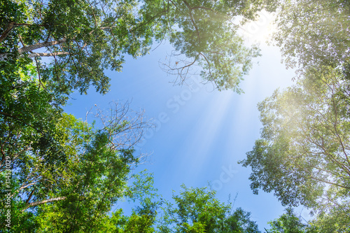 The background image of bright trees and sky Is a scene with free space