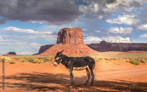 Wild burro in front of a scenic cinematic landscape, Arizona