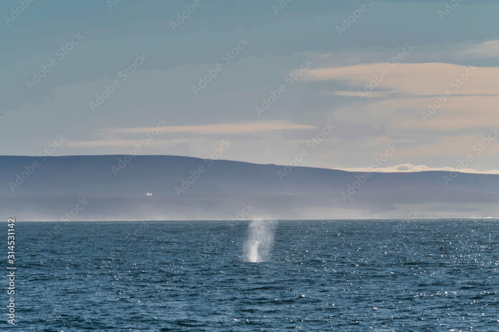  whale getting ready to dive near husavik on iceland