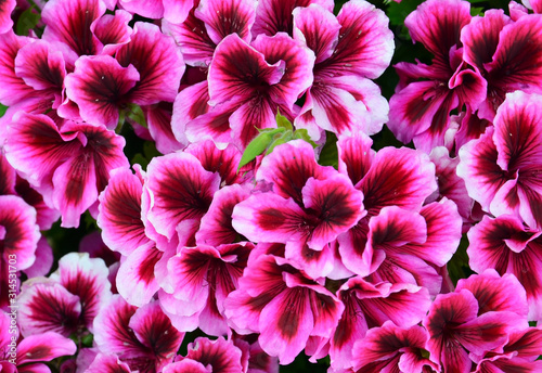 Photos Purple geranium flowers as a background