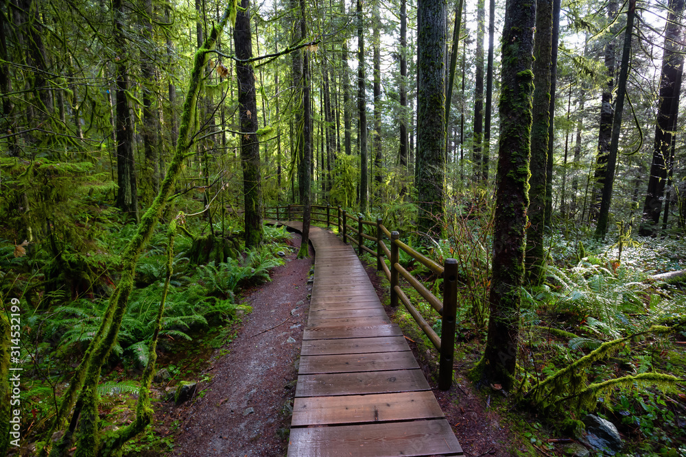 Fototapeta premium Lynn Canyon Park, North Vancouver, British Columbia, Canada. Beautiful Wooden Path in the Rainforest during a wet and rainy day.