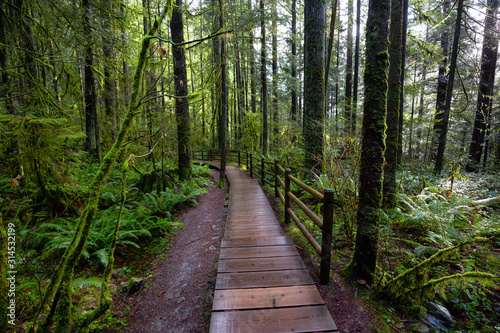 Lynn Canyon Park, North Vancouver, British Columbia, Canada. Beautiful Wooden Path in the Rainforest during a wet and rainy day.