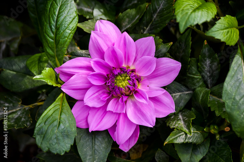 Preciosa flor de color rosa entre hojas verdes. 