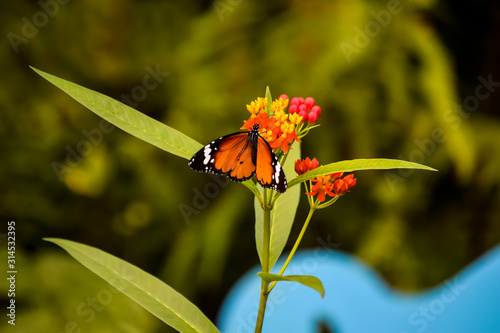 Mariposa posada sobre una flor. 