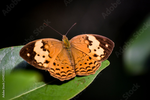 Foto de una mariposa grande de color naranja. 