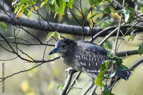 Un pájaro subido a la rama de un árbol, esperando para emprender el vuelo. 