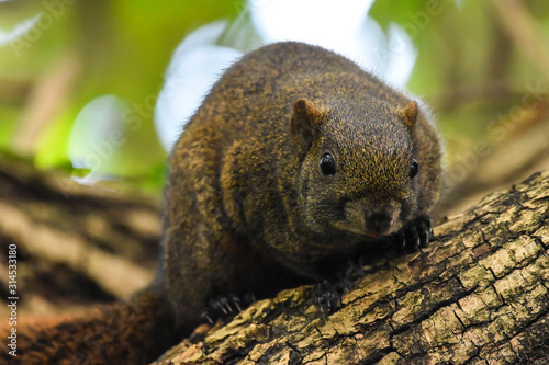 Ardilla taiwanesa observando desde un árbol.