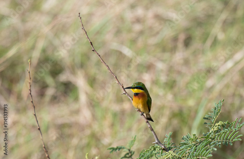 bee-eater on a branch