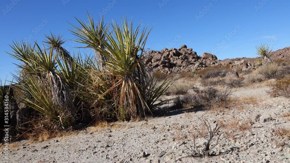 A panoramic view in Joshua Tree National Park. Joshua Tree (Yucca brevifolia) and Rock Formations. CA A panoramic view in Joshua Tree National Park. Joshua Tree (Yucca brevifolia) and Rock Formations. CA