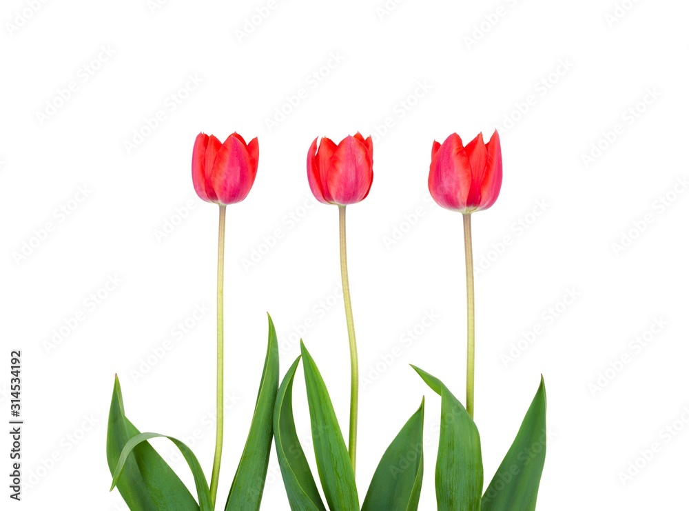 three red Tulip flowers isolated on a white background