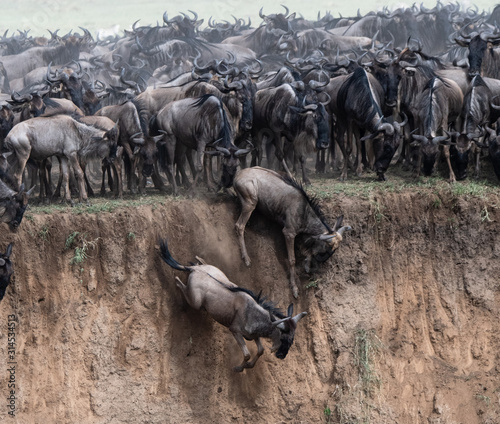 Wildebeest during Great Migration