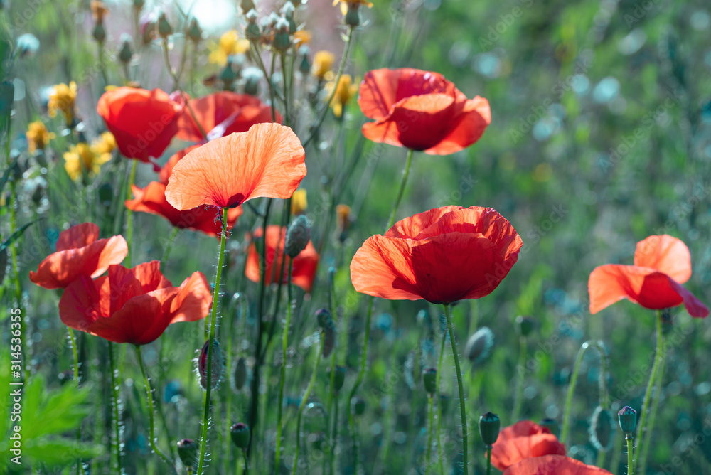 Wild poppies flowers growing in the meadow in summer Wild poppies flowers growing in the meadow in summer