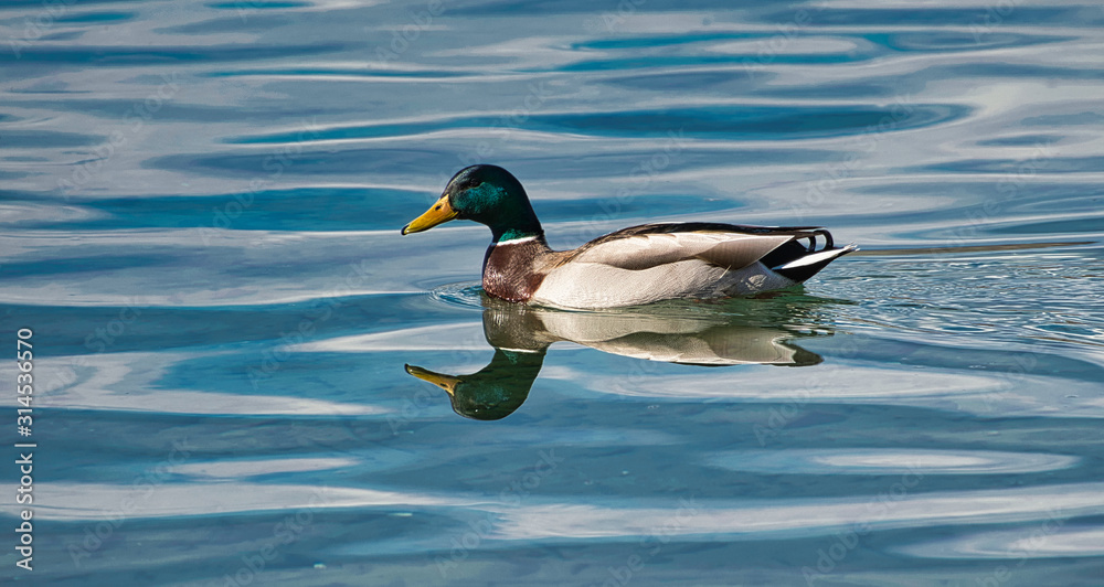 Obraz premium 2019-03-30 A MALE MALLARD DUCK IN LAKE CHELAN.