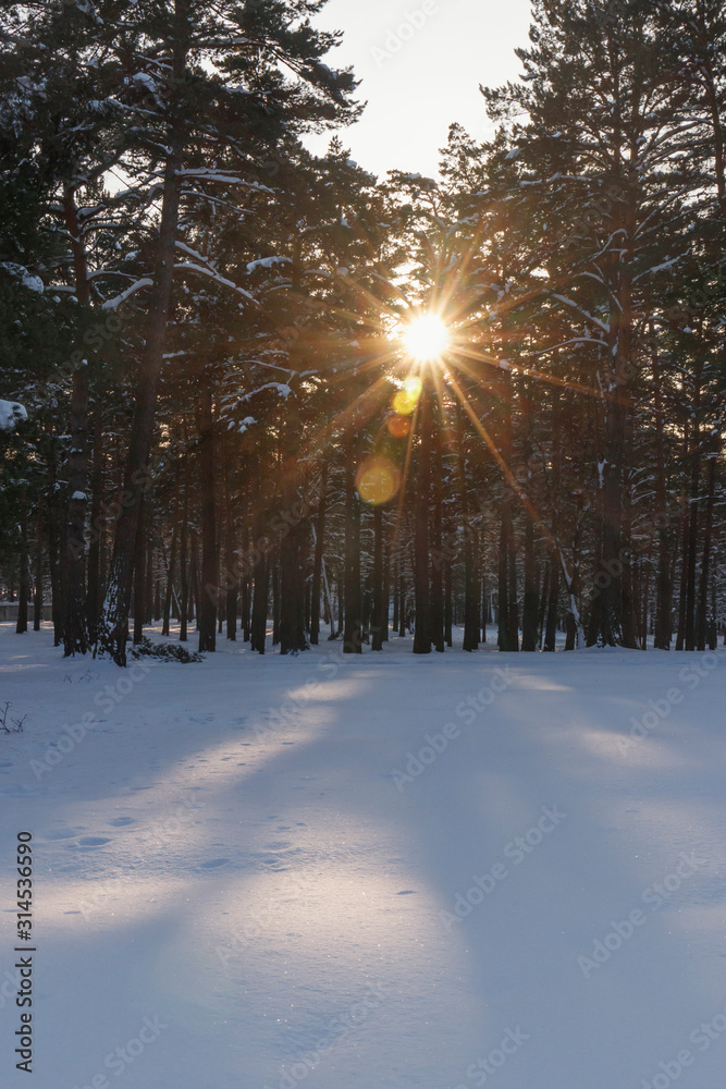 Bright sun rays shine through the trunks of tall pines. Beautiful winter landscape in Siberia in the evening. Bright sun rays shine through the trunks of tall pines. Beautiful winter landscape in Siberia in the evening.