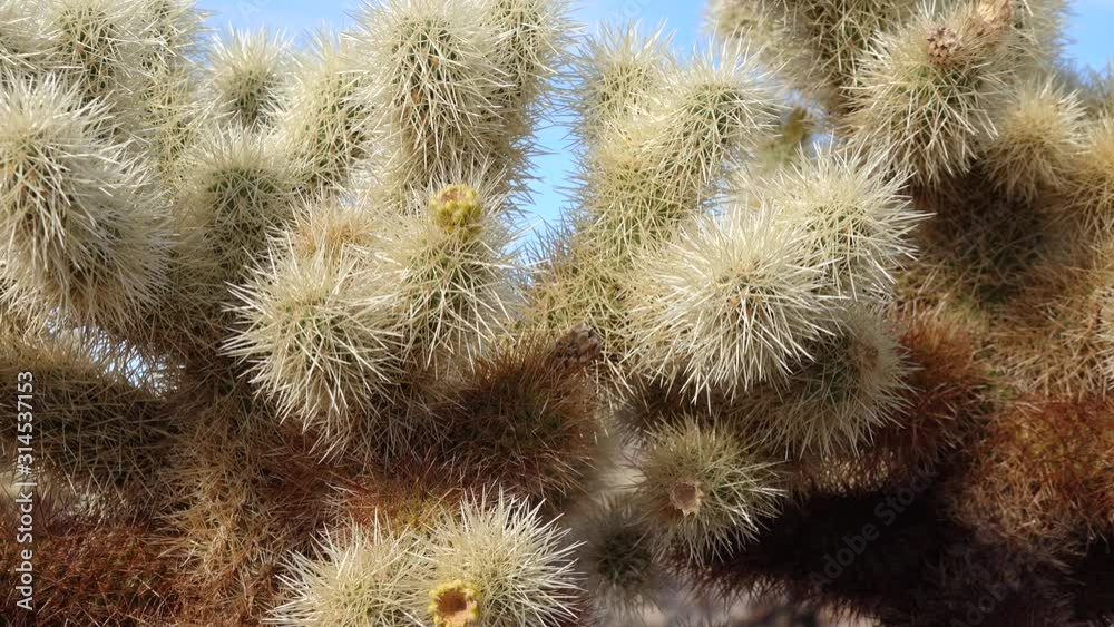 Cholla Cactus Garden at Joshua Tree National Park. Teddy bear cholla (Cylindropuntia bigelovii). California Cholla Cactus Garden at Joshua Tree National Park. Teddy bear cholla (Cylindropuntia bigelovii). California