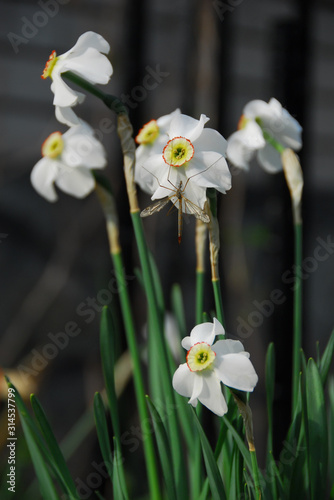 Daffodil flowers in the garden photo