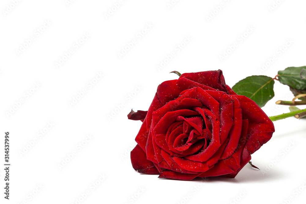 Composition of red roses and gift boxes Composition of red roses and gift boxes