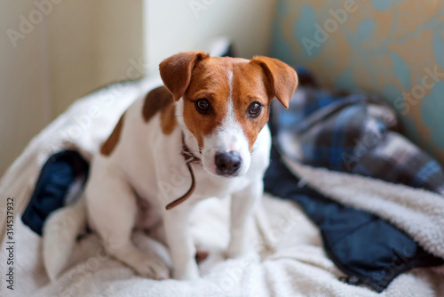 Cute jack russell terrier dog sitting on warm jacket of his owner. Dog resting or having a siesta, daydreaming. Concept of pets, happy dog life. © Magryt