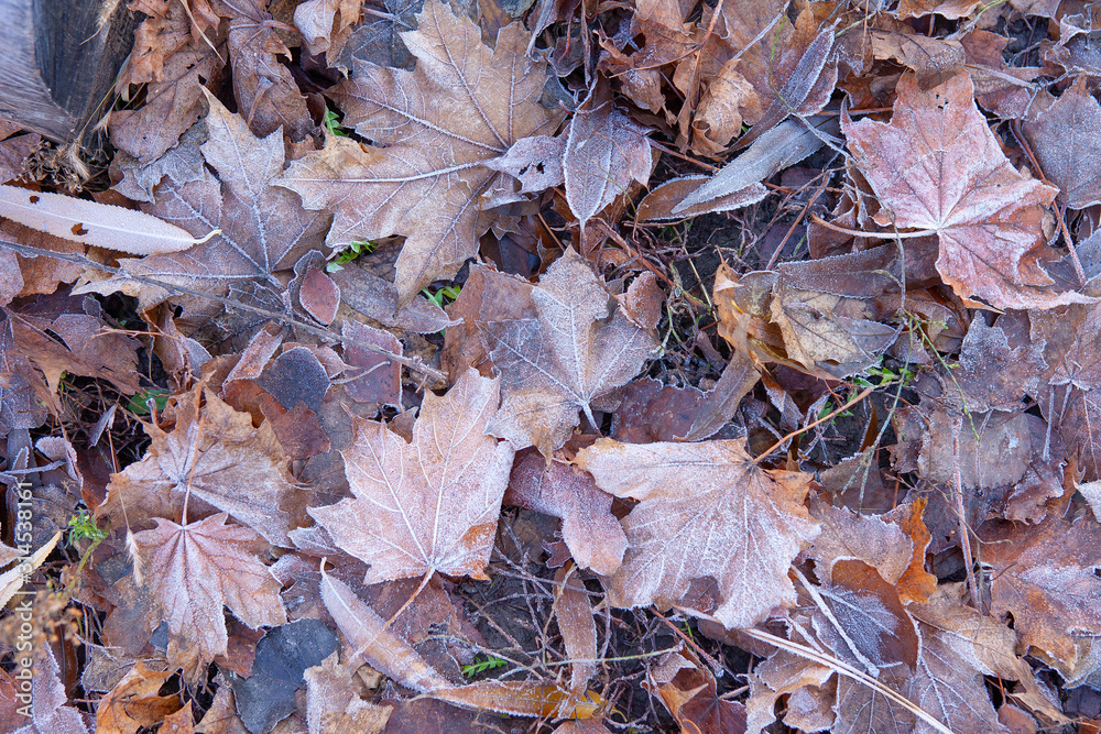 Dry foliage early frosty morning covered with frost in late autumn. Dry foliage early frosty morning covered with frost in late autumn.