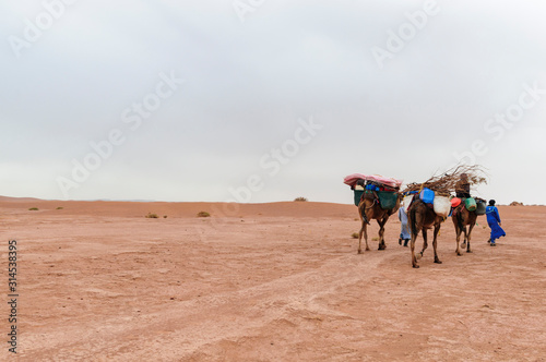 Camel caravan in the Sahara / Camel caravan and sand dunes in the Sahara, Morocco, Africa.